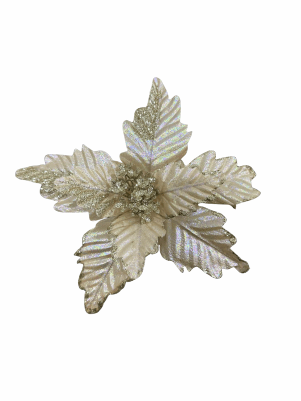 Poinsettia Petalos En Puntas Champaña  28*20cm