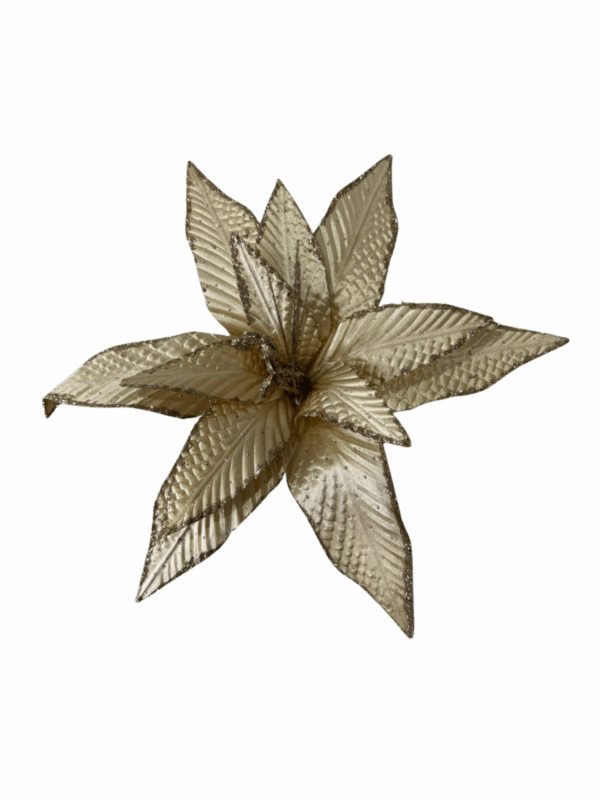 Poinsettia Champaña Petalos En Punta Borde Esc 44*40cm